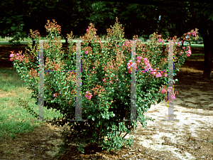 Picture of Lagerstroemia indica 'Catawba'