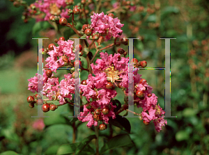 Picture of Lagerstroemia indica 'Catawba'