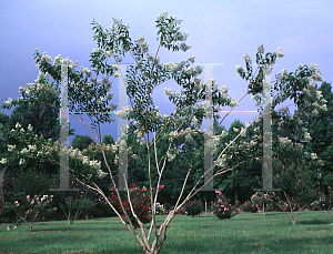 Picture of Lagerstroemia fauriei 'Fantasy'