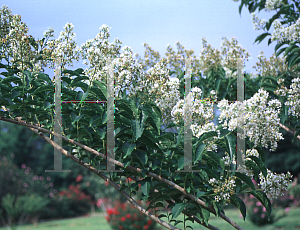 Picture of Lagerstroemia fauriei 'Fantasy'