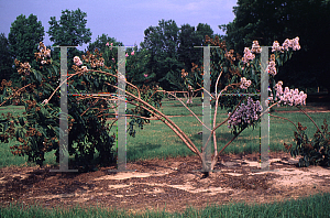 Picture of Lagerstroemia limii 