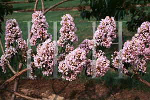 Picture of Lagerstroemia limii 