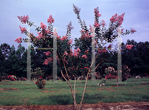 Picture of Lagerstroemia x 'Choctaw'
