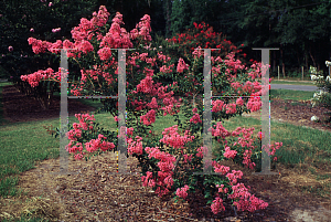 Picture of Lagerstroemia x 'Caddo'