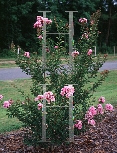 Picture of Lagerstroemia indica 'Ozark Spring'