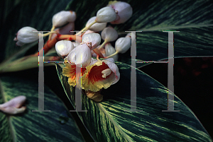 Picture of Alpinia zerumbet 'Variegata'