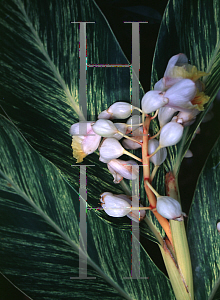 Picture of Alpinia zerumbet 'Variegata'