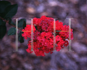 Picture of Lagerstroemia indica 'Moned(Chica Red)'