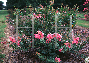 Picture of Lagerstroemia indica 'Petite Pinkie'