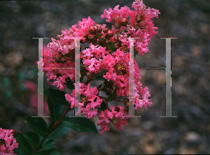 Picture of Lagerstroemia indica 'Petite Pinkie'