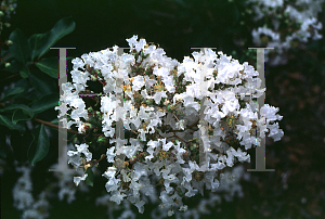 Picture of Lagerstroemia indica 'Pixie White'