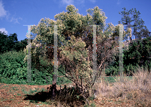 Picture of Baccharis centenial 