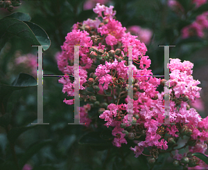 Picture of Lagerstroemia indica 'Petite Orchid'
