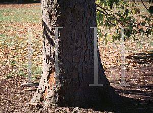 Picture of Aesculus flava 