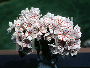 Picture of Kalmia latifolia 'Peppermint'