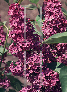 Picture of Syringa vulgaris 'Adelaide Dunbar'