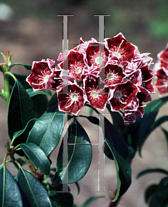 Picture of Kalmia latifolia 'Keepsake'