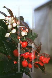 Picture of Gaultheria procumbens 