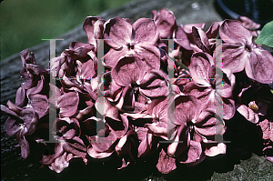 Picture of Syringa vulgaris 'Agincourt Beauty'