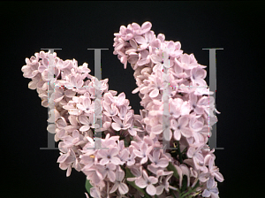 Picture of Syringa vulgaris 'President Lincoln'