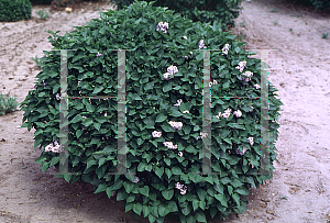 Picture of Syringa x 'Prairie Petite'