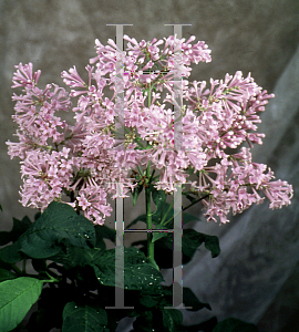 Picture of Syringa x prestoniae 'Minuet'