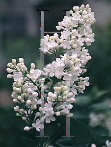 Picture of Syringa vulgaris 'Bridal Memories'