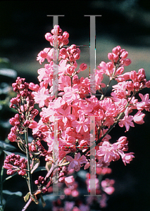 Picture of Syringa vulgaris 'Edward Gardner'