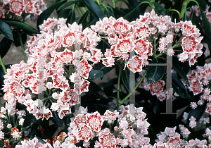 Picture of Kalmia latifolia 'Carousel'