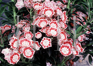 Picture of Kalmia latifolia 'Minuet'