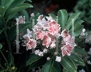 Picture of Kalmia latifolia 'Meteor'