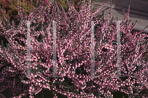 Picture of Calluna vulgaris 'H.E. Beale'