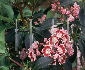 Picture of Kalmia latifolia 'Bullseye'