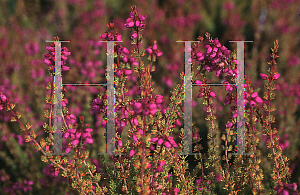 Picture of Erica cinerea 'Golden Sport'