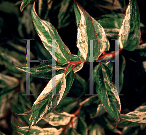 Picture of Leucothoe fontanesiana 'Rainbow'