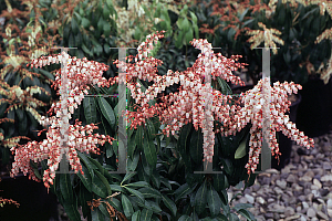 Picture of Pieris japonica 'Valley Rose'