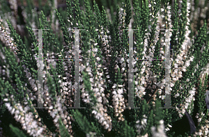 Picture of Calluna vulgaris 'Pyramidalis'