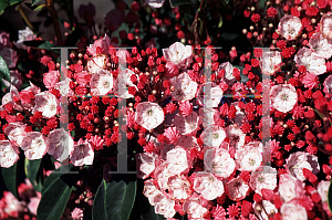 Picture of Kalmia latifolia 'Paul Bosley'