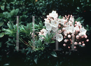 Picture of Kalmia latifolia 'Elf'