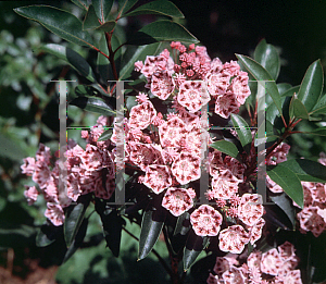 Picture of Kalmia latifolia 'Freckles'