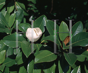 Picture of Magnolia grandiflora 'Victoria'