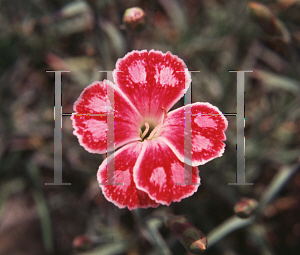 Picture of Dianthus gratianopolitanus 'Spotty'