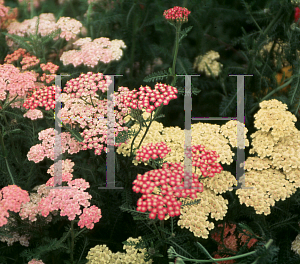 Picture of Achillea millefolium 'Summer Pastels'