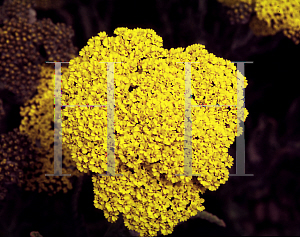 Picture of Achillea  'Schwellenberg'