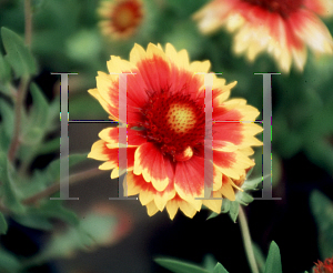 Picture of Gaillardia x grandiflora 'Goblin'