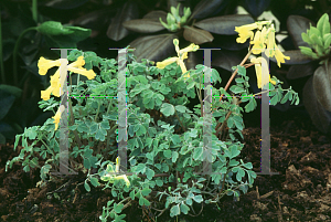 Picture of Corydalis lutea 