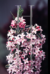 Picture of Daphne x burkwoodii 'Carol Mackie'