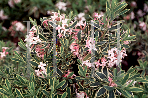 Picture of Daphne x burkwoodii 'Carol Mackie'