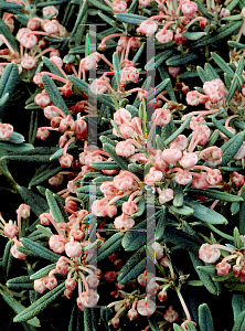 Picture of Andromeda polifolia 'Blue Ice'