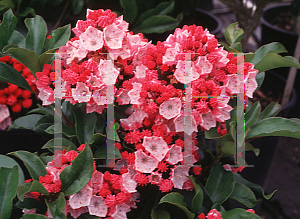 Picture of Kalmia latifolia 'Raspberry Glow'